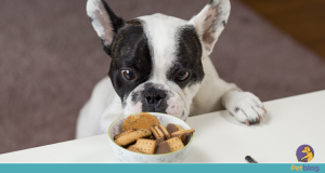 Saiba identificar a compulsão alimentar canina