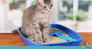 Como fazer o seu gato usar a caixa de areia?