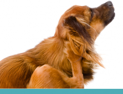 Inchaço na orelha do cachorro pode ser otohematoma