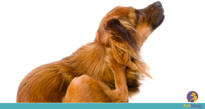 Inchaço na orelha do cachorro pode ser otohematoma